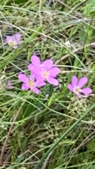 Sabatia campestris