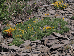 Stenotus acaulis acaulis