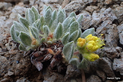 Eriogonum rosense
