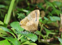 Lamprospilus collucia