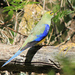 藍翅草鸚鵡 - Photo 由 Matt Campbell 所上傳的 (c) Matt Campbell，保留部份權利CC BY-NC