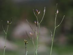 Boechera platysperma