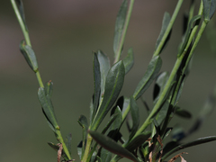 Boechera platysperma