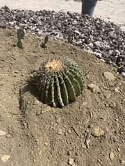 Echinocactus