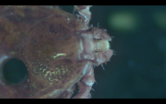 Haemaphysalis longicornis