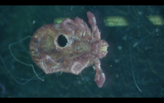 Haemaphysalis longicornis