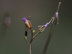 Boechera platysperma