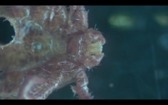 Haemaphysalis longicornis