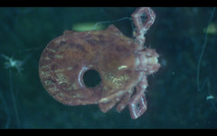 Haemaphysalis longicornis