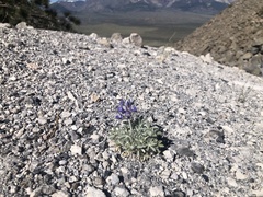 Lupinus duranii