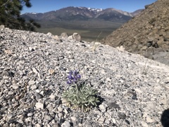 Lupinus duranii
