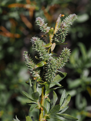 Salix orestera