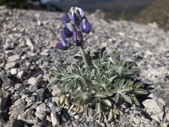 Lupinus duranii