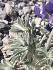 Lupinus duranii