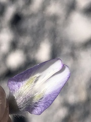 Lupinus duranii