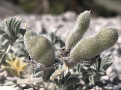 Lupinus duranii