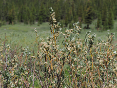 Salix orestera