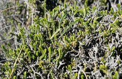 Passerina montana