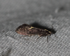 Polix coloradella