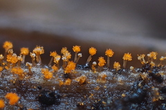 Stigmatella