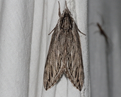 Sphinx canadensis