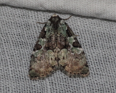 Leuconycta lepidula