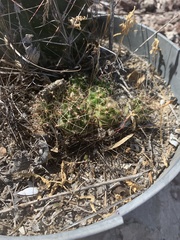 Hamatocactus