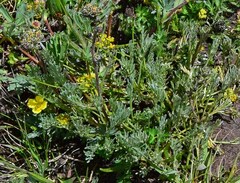 Artemisia scopulorum