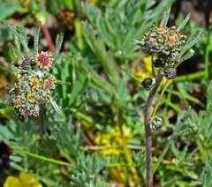 Artemisia scopulorum
