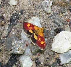 Pyrausta falcatalis