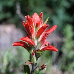Castilleja nelsonii