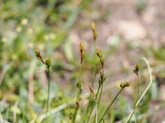 Carex davyi