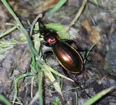 Carabus splendens