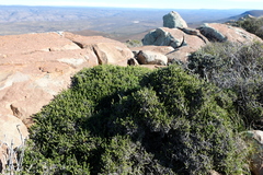 Passerina montana