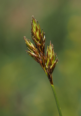 Carex davyi