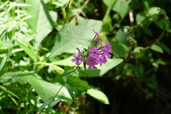 Phlox maculata