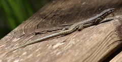 Podarcis muralis