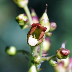 Scrophularia parviflora