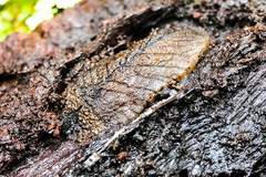 Pseudaneitea