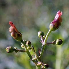 Scrophularia parviflora