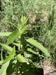 Dracocephalum parviflorum