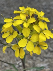 Erysimum perenne