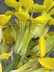 Erysimum perenne