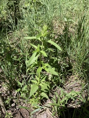 Dracocephalum parviflorum