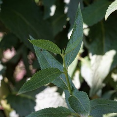 Scrophularia parviflora