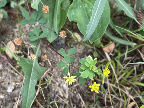 ďatelina pochybná (Trifolium dubium)