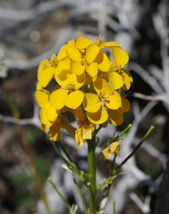 Erysimum perenne