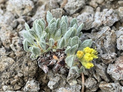 Eriogonum rosense