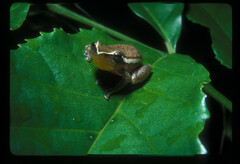 Hyperolius cinnamomeoventris