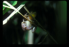 Hyperolius cinnamomeoventris